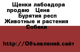 Щенки лабоадора продаю › Цена ­ 5 000 - Бурятия респ. Животные и растения » Собаки   